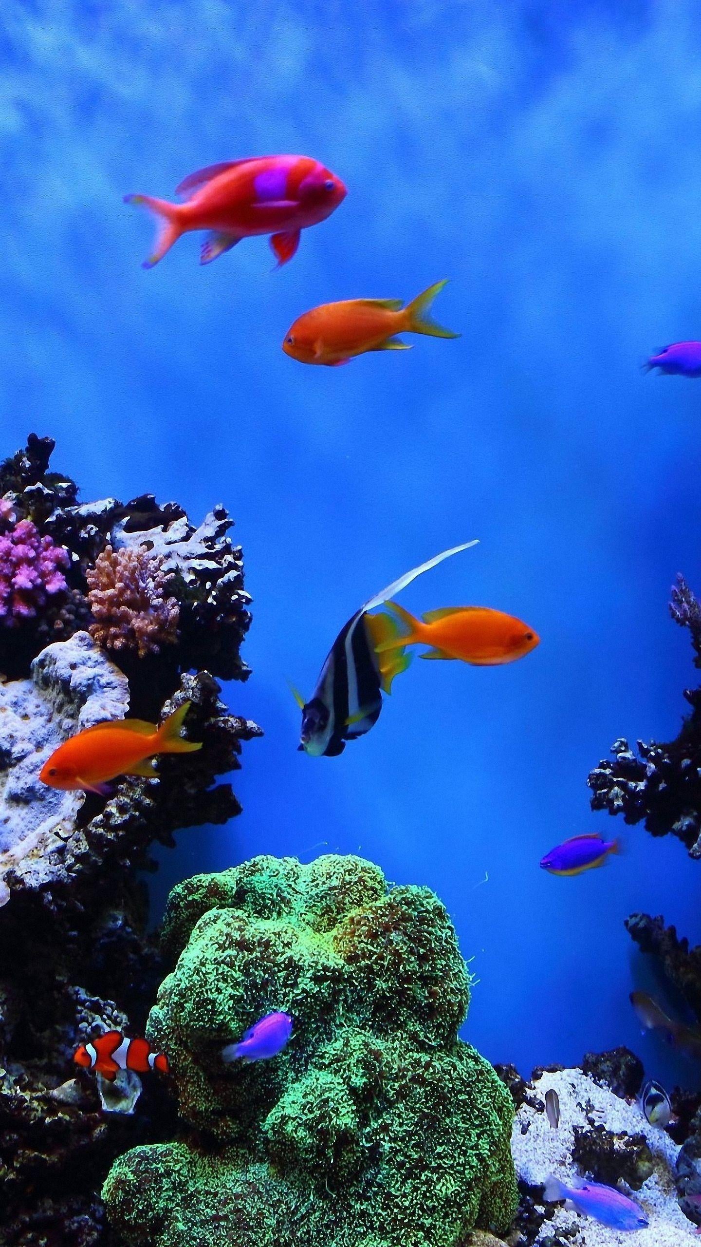Cool Colorful Fish Backgrounds
