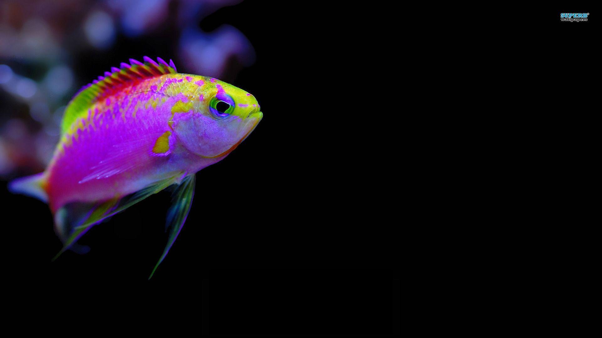 Colorful Fish Wallpapers Top Free Colorful Fish Backgrounds