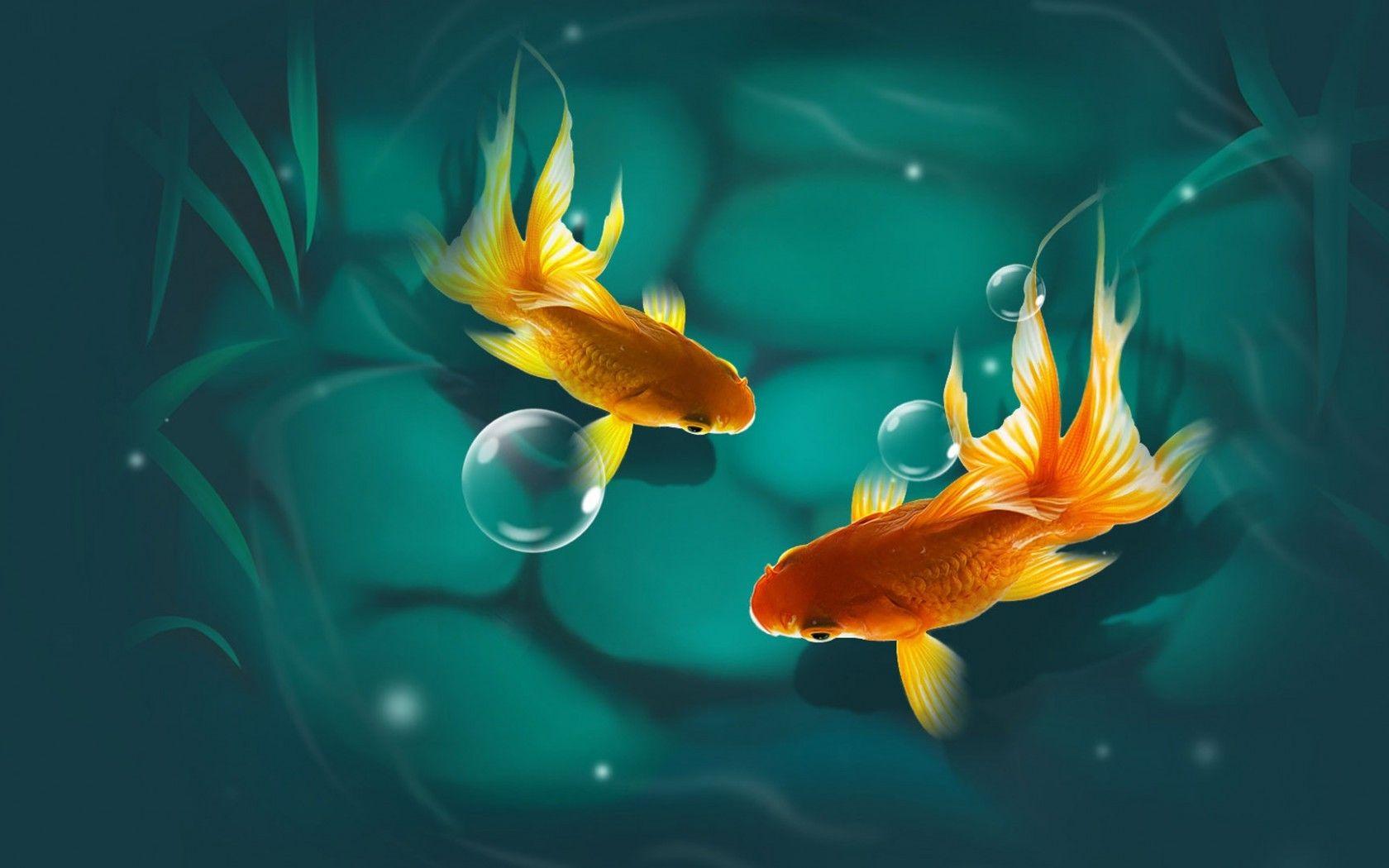 Colorful Fish Wallpapers Top Free Colorful Fish Backgrounds