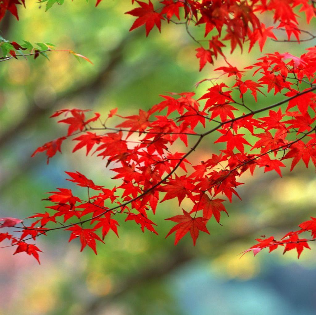 Red Japanese Wallpaper / Red Aesthetic Japanese Wallpapers Top Free