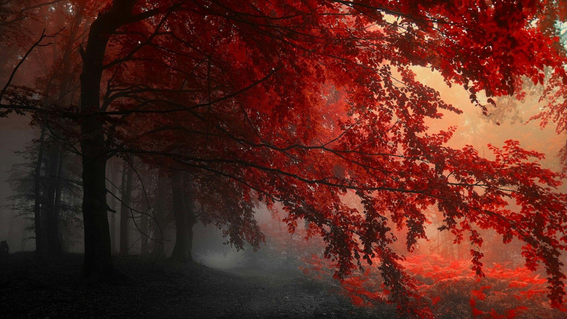 Red Forest Wallpapers Top Free Red Forest Backgrounds WallpaperAccess
