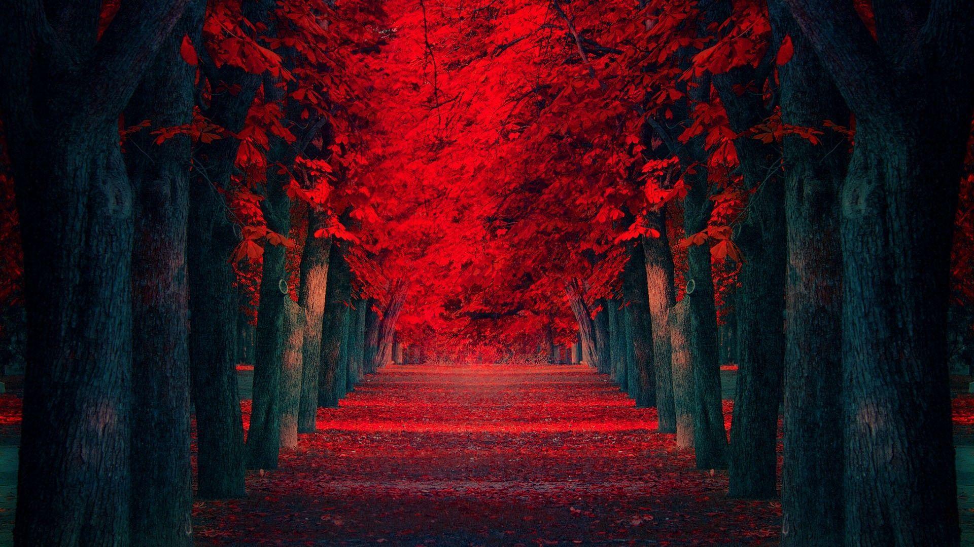 Red Forest Wallpapers Top Free Red Forest Backgrounds WallpaperAccess