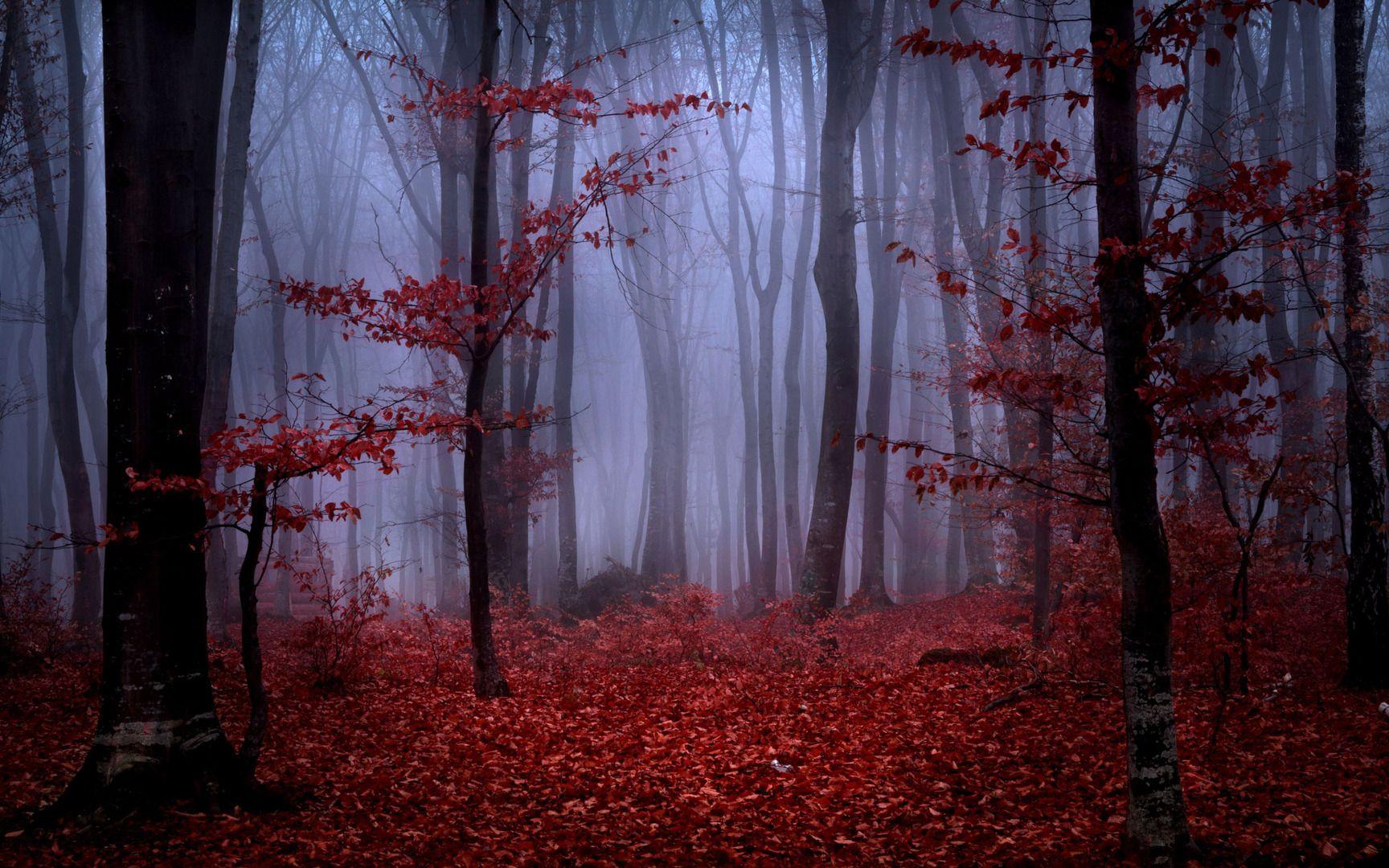 Red Forest Wallpapers Top Free Red Forest Backgrounds WallpaperAccess