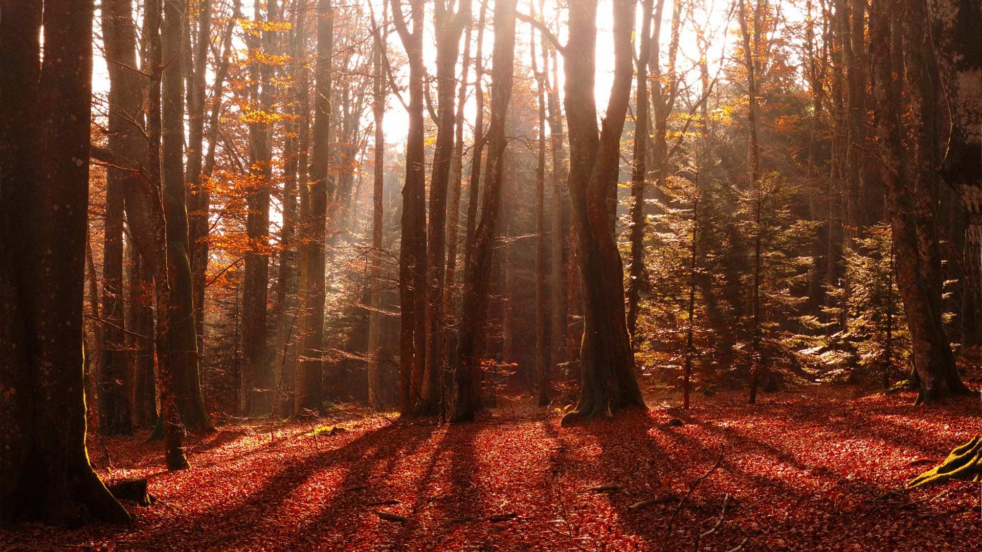 Red Forest Wallpapers Top Free Red Forest Backgrounds WallpaperAccess