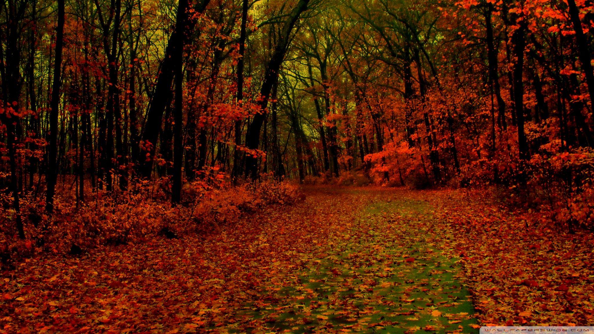 Red Forest Wallpapers Top Free Red Forest Backgrounds WallpaperAccess