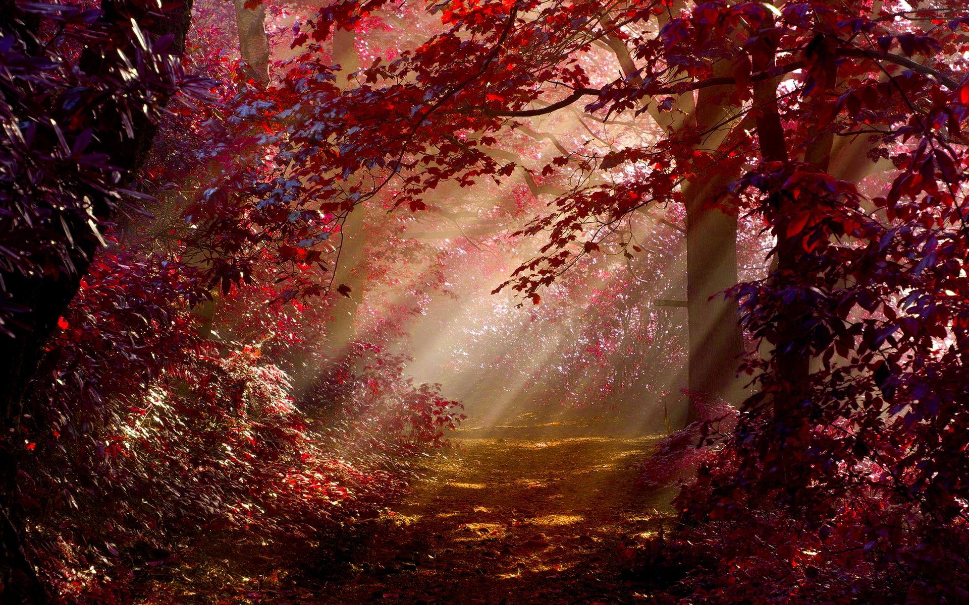 Red Forest Wallpapers Top Free Red Forest Backgrounds WallpaperAccess