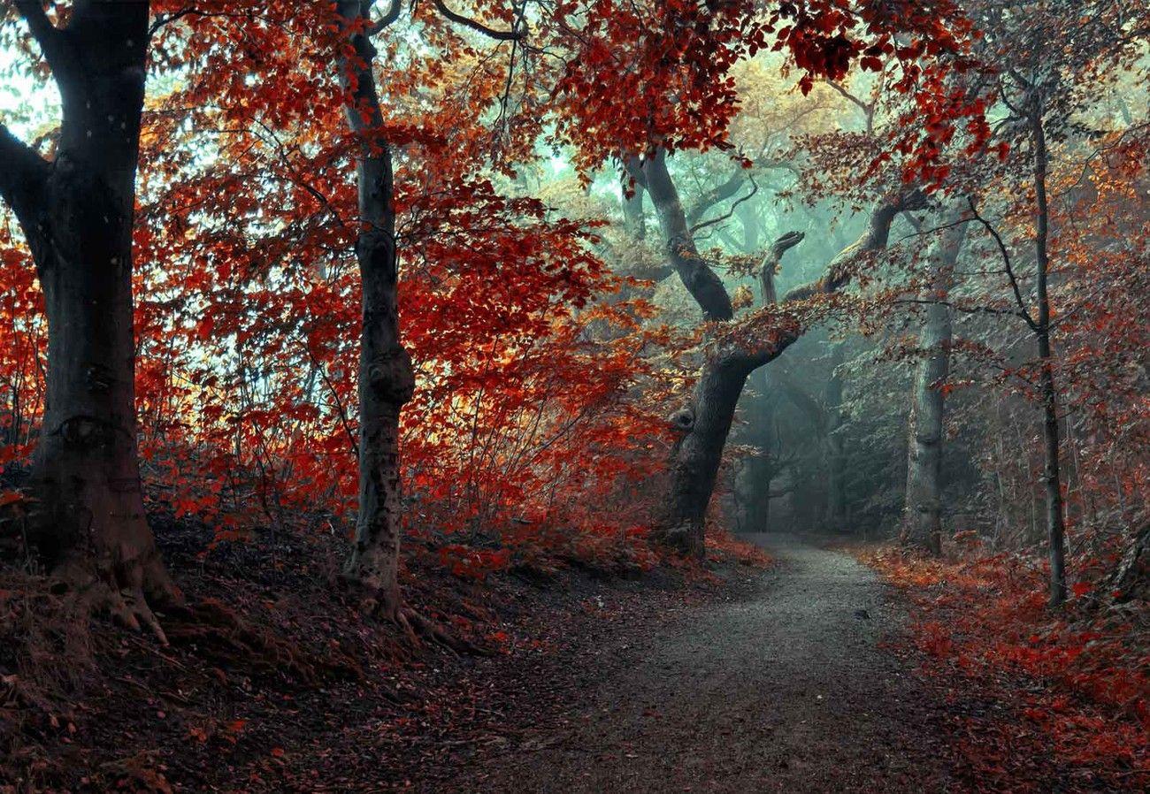 Red Forest Wallpapers Top Free Red Forest Backgrounds WallpaperAccess