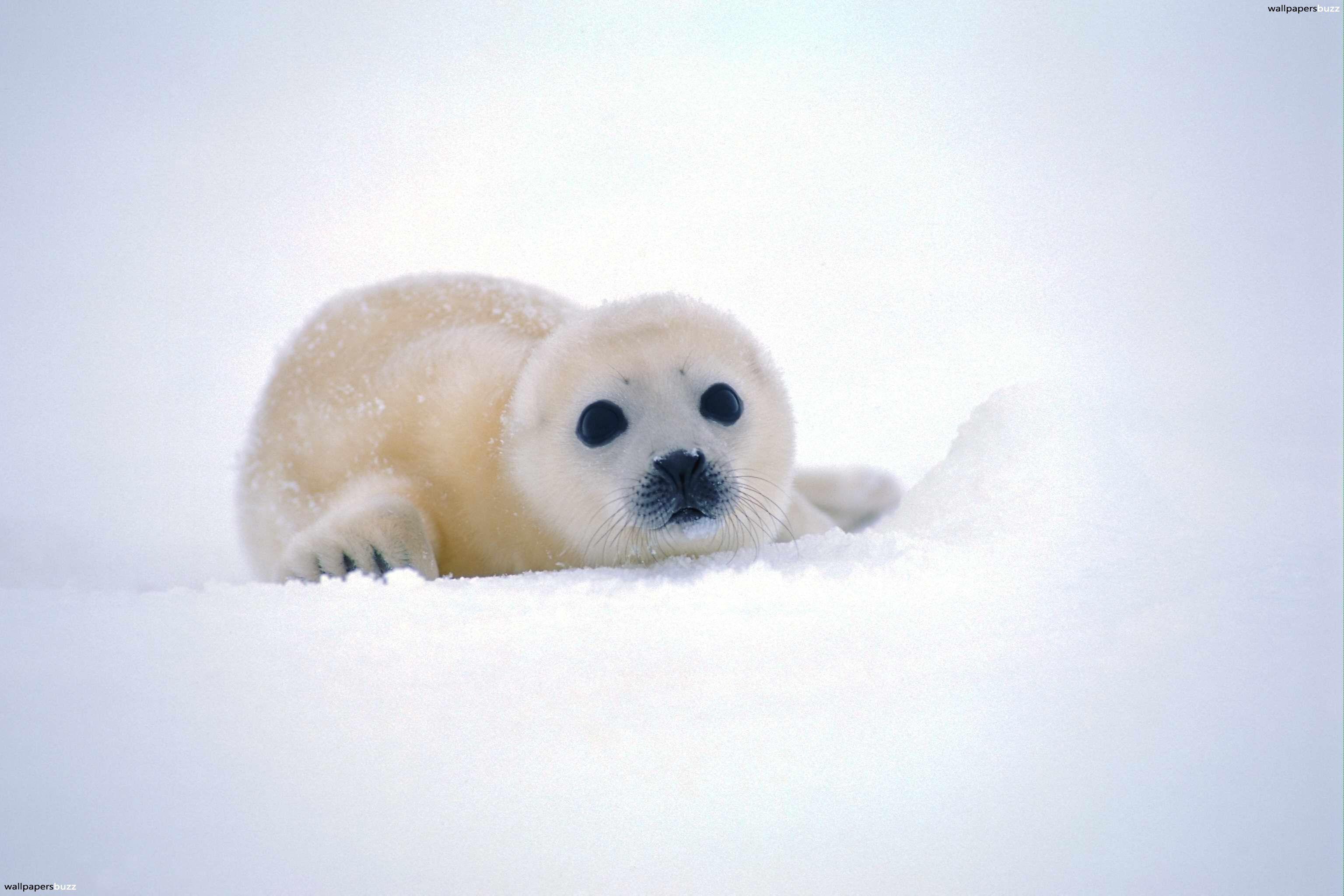 Cute White Wallpapers Top Free Cute White Backgrounds WallpaperAccess