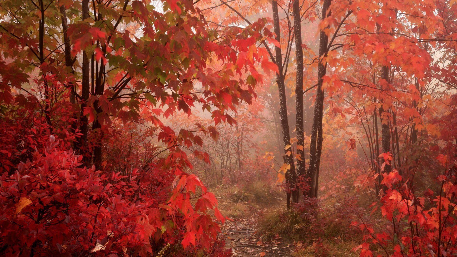 Red Forest Wallpapers Top Free Red Forest Backgrounds WallpaperAccess
