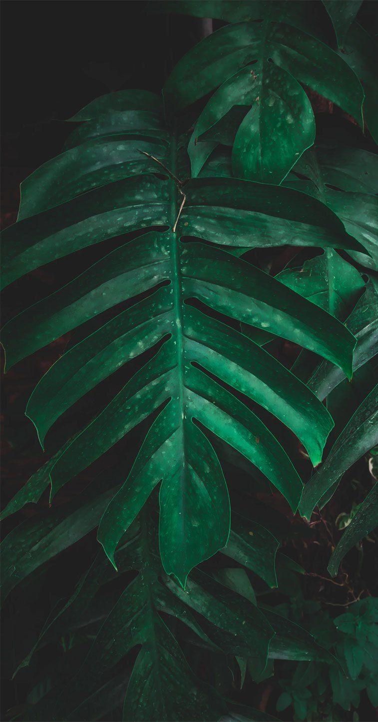 Green Tropical Wallpapers Top Free Green Tropical Backgrounds