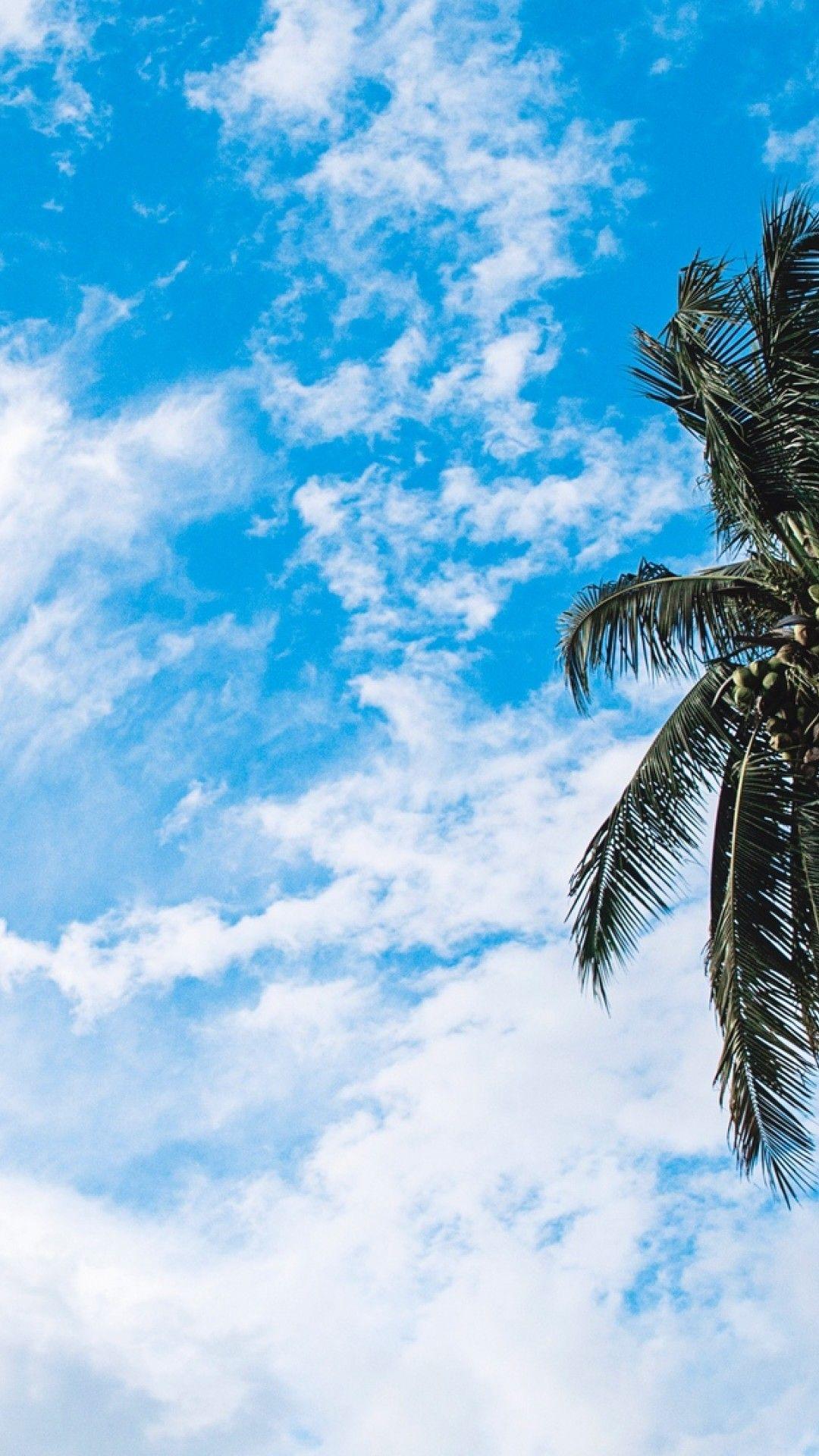 Palm Tree iPhone HD Wallpapers Top Free Palm Tree iPhone HD