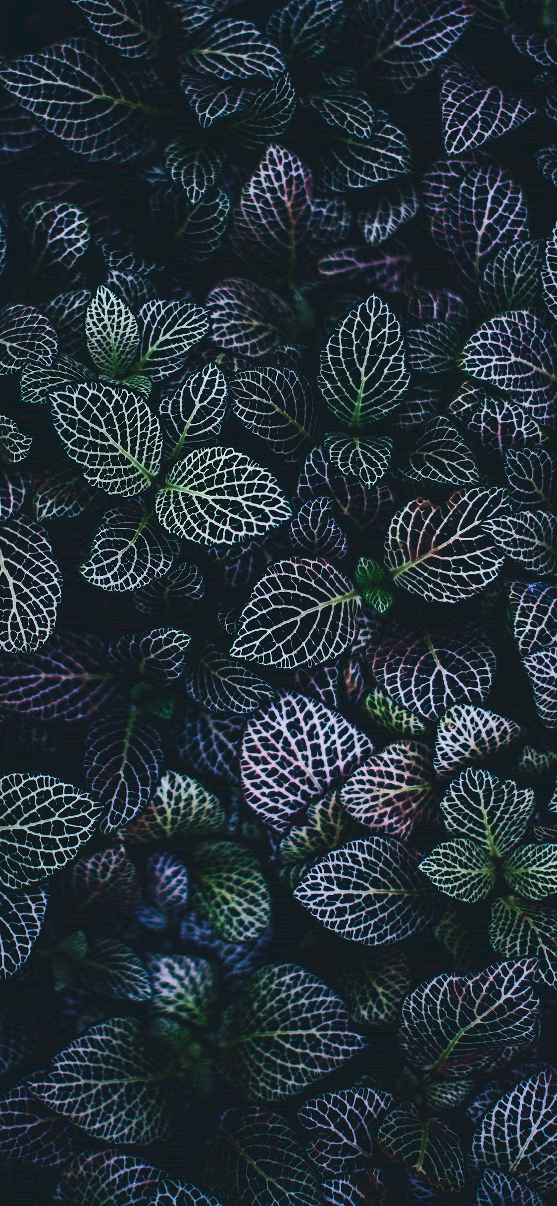 Plant iPhone Wallpapers Top Free Plant iPhone Backgrounds WallpaperAccess