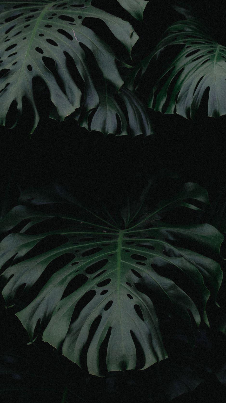 Plant iPhone Wallpapers Top Free Plant iPhone Backgrounds WallpaperAccess