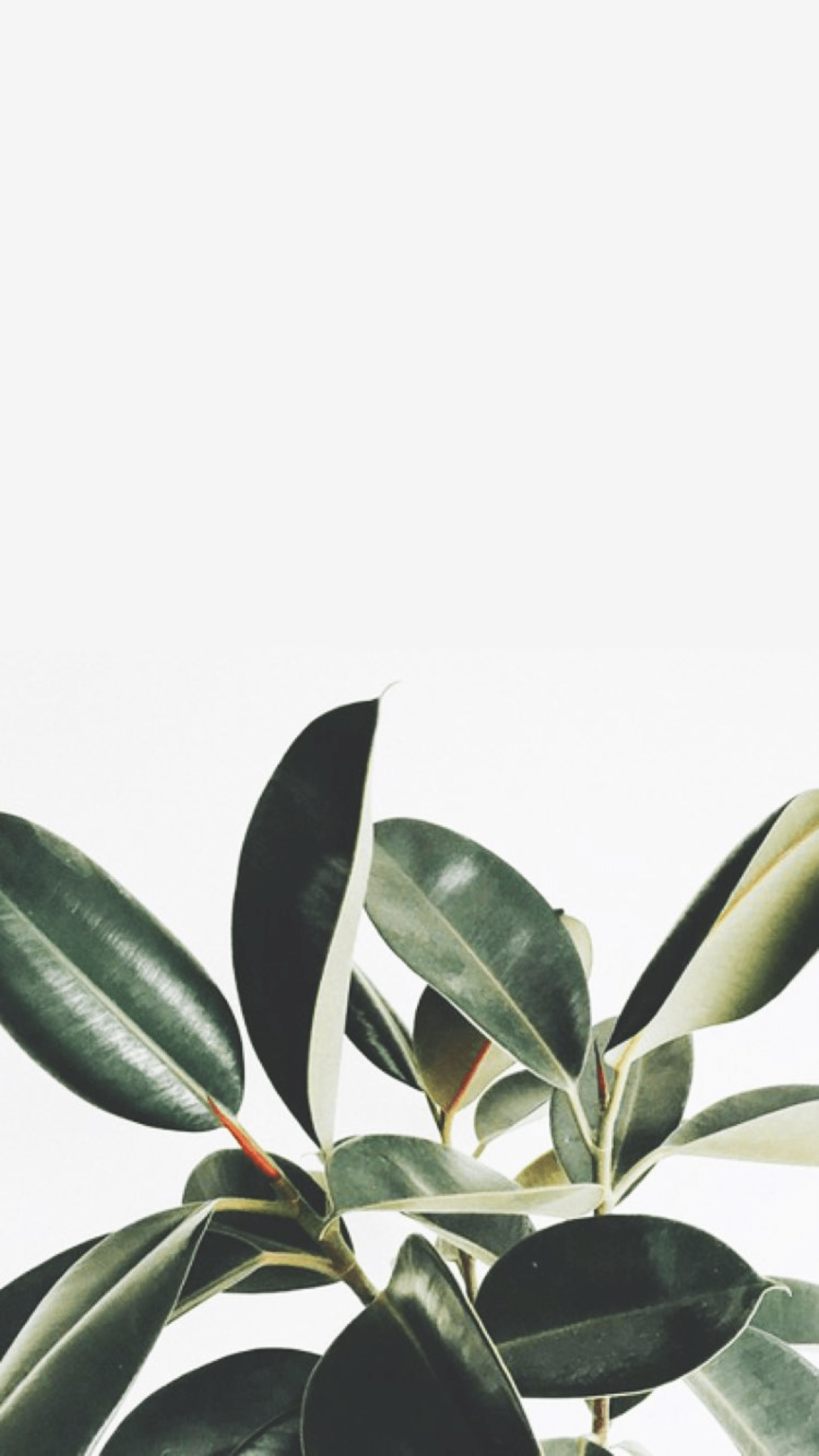 Plant iPhone Wallpapers Top Free Plant iPhone Backgrounds WallpaperAccess