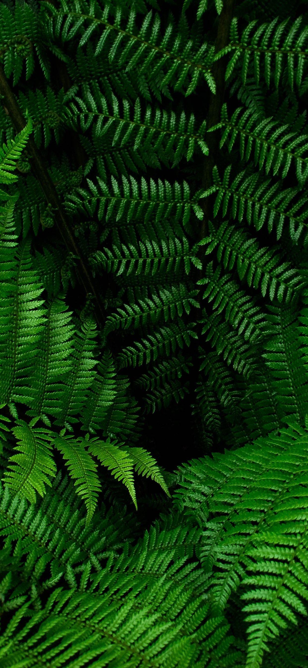 Plant iPhone Wallpapers Top Free Plant iPhone Backgrounds