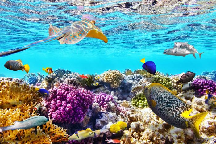 Best coral reefs