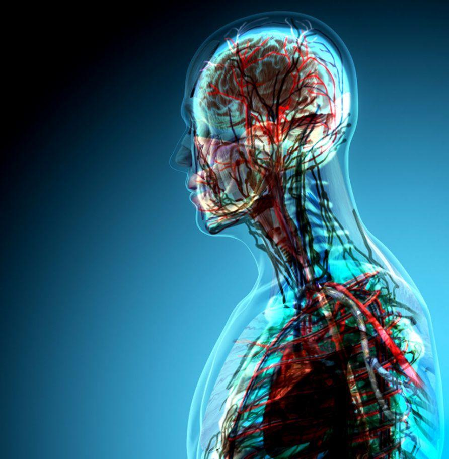 Anatomy and Physiology Wallpapers Top Free Anatomy and Physiology