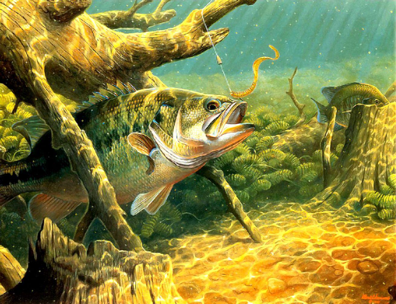 Bass Fish Wallpapers Top Free Bass Fish Backgrounds WallpaperAccess