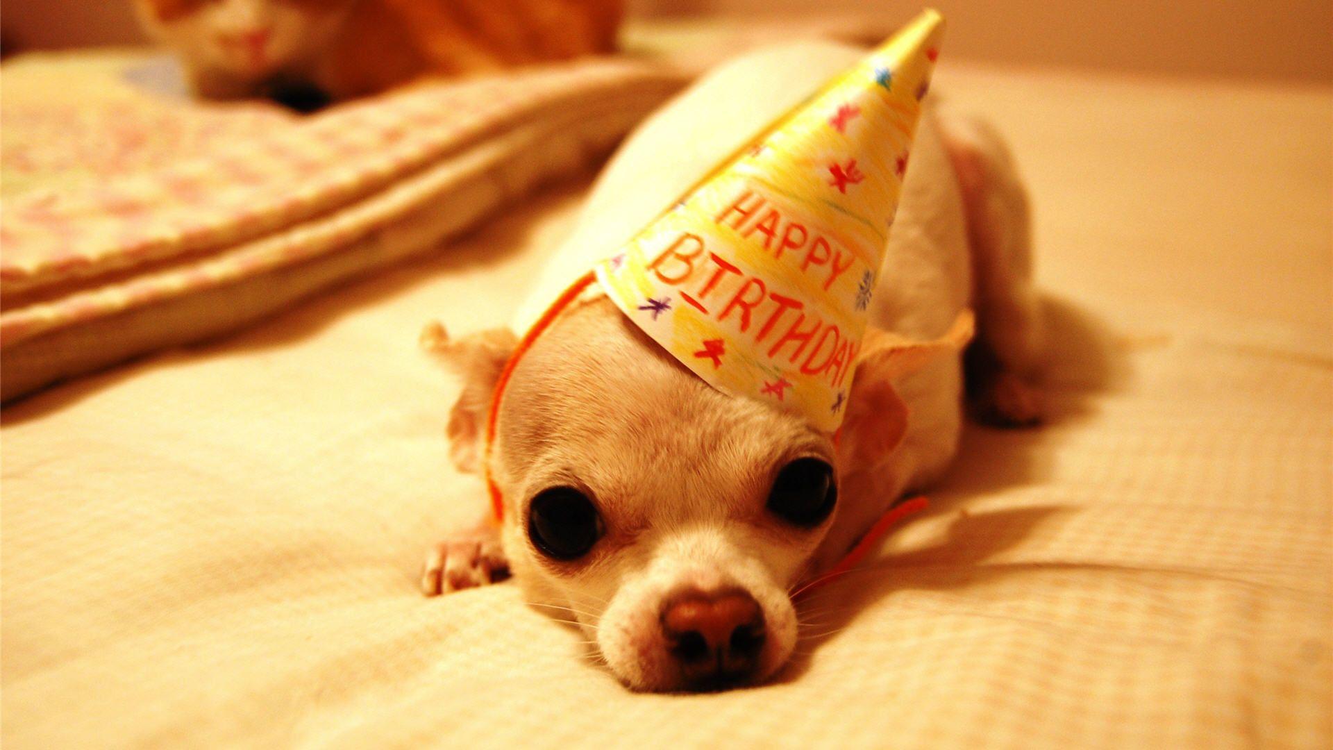 Happy Birthday Dog Wallpapers Top Free Happy Birthday Dog Backgrounds