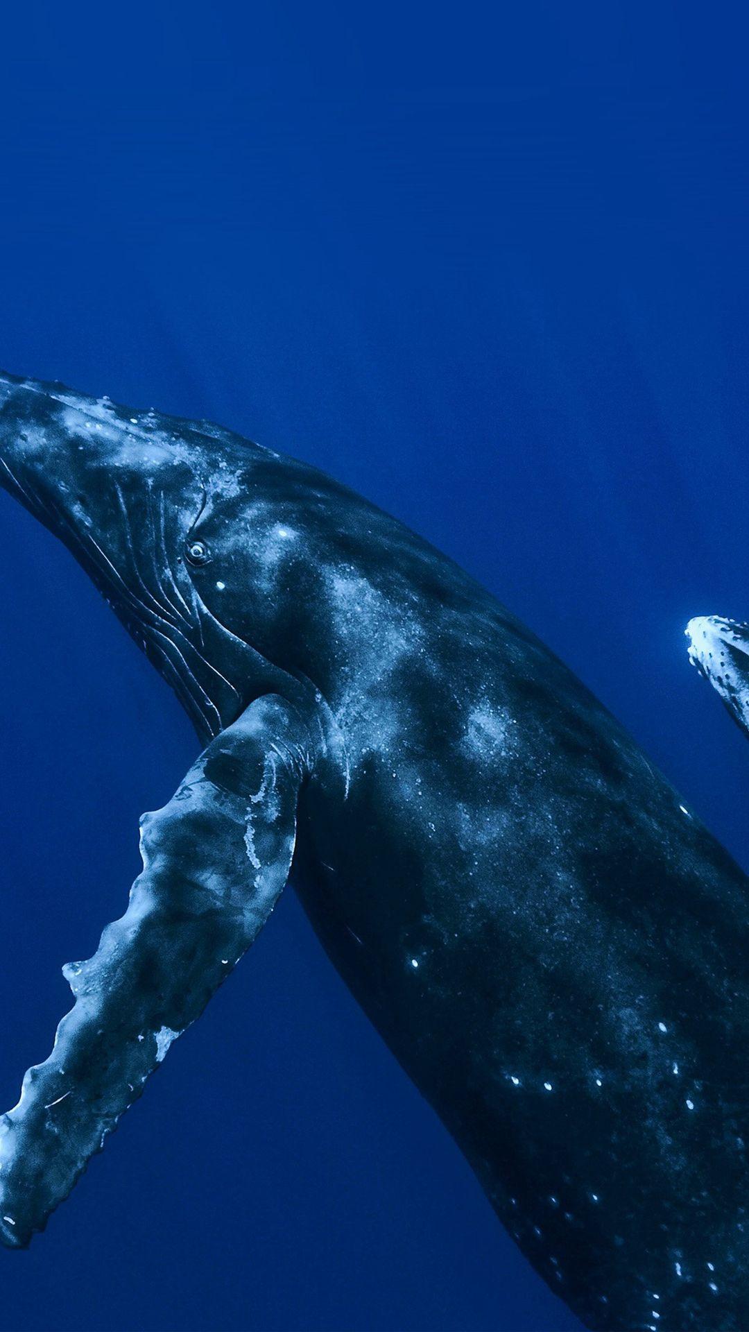 Whale iPhone Wallpapers Top Free Whale iPhone Backgrounds