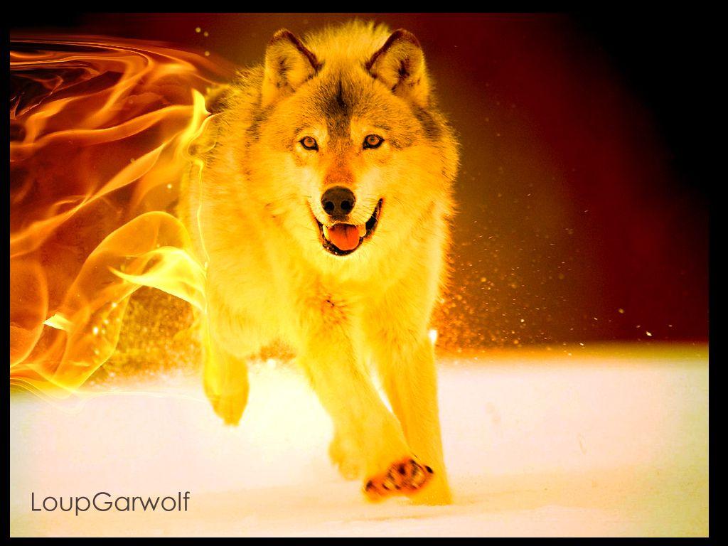 Cool Fire Wolf Wallpapers Top Free Cool Fire Wolf Backgrounds