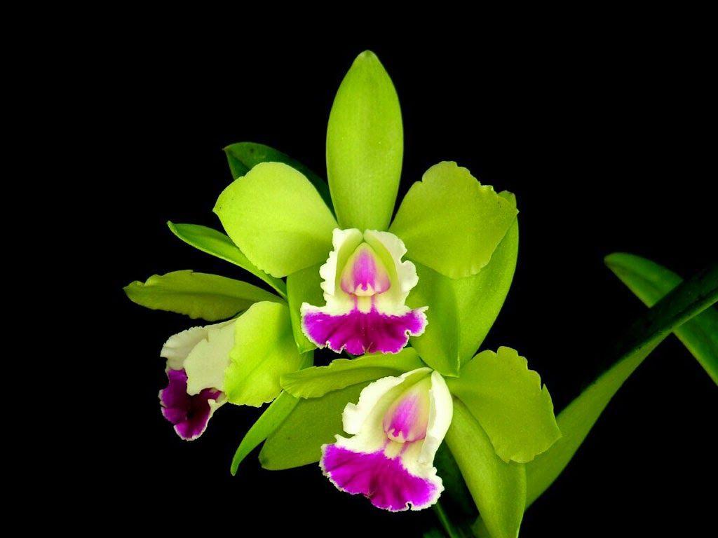 Green Orchid Wallpapers Top Free Green Orchid Backgrounds WallpaperAccess