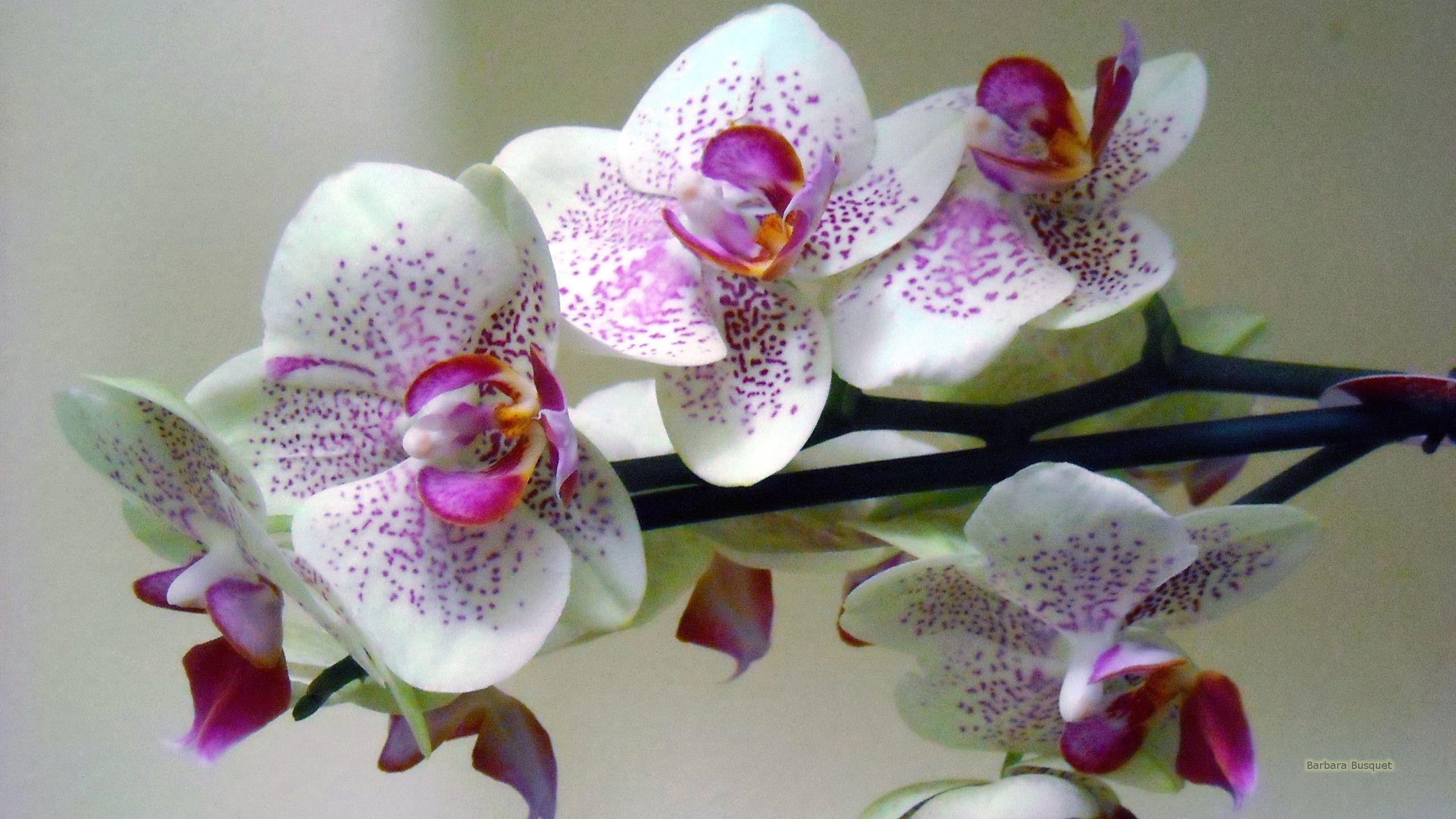 White Orchid Wallpapers Top Free White Orchid Backgrounds