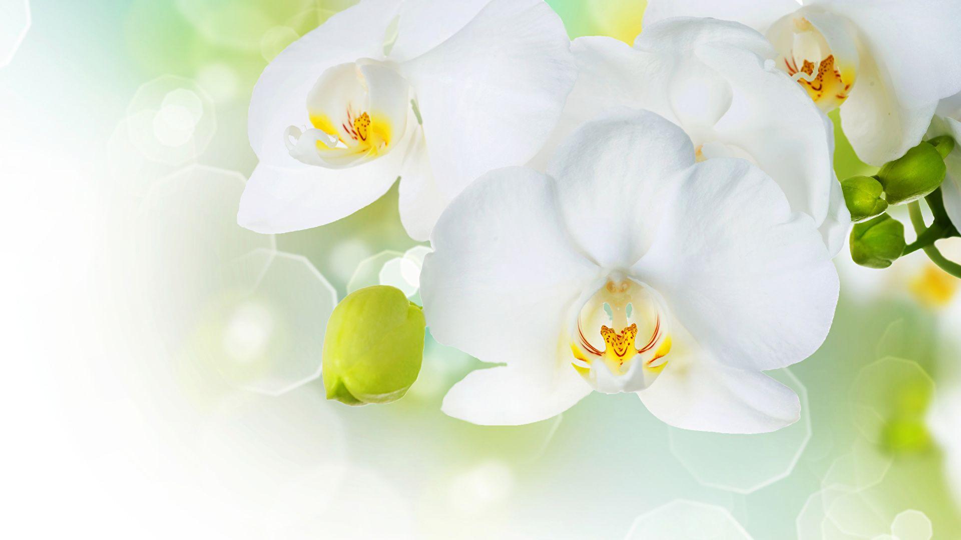 White Orchid Wallpapers Top Free White Orchid Backgrounds