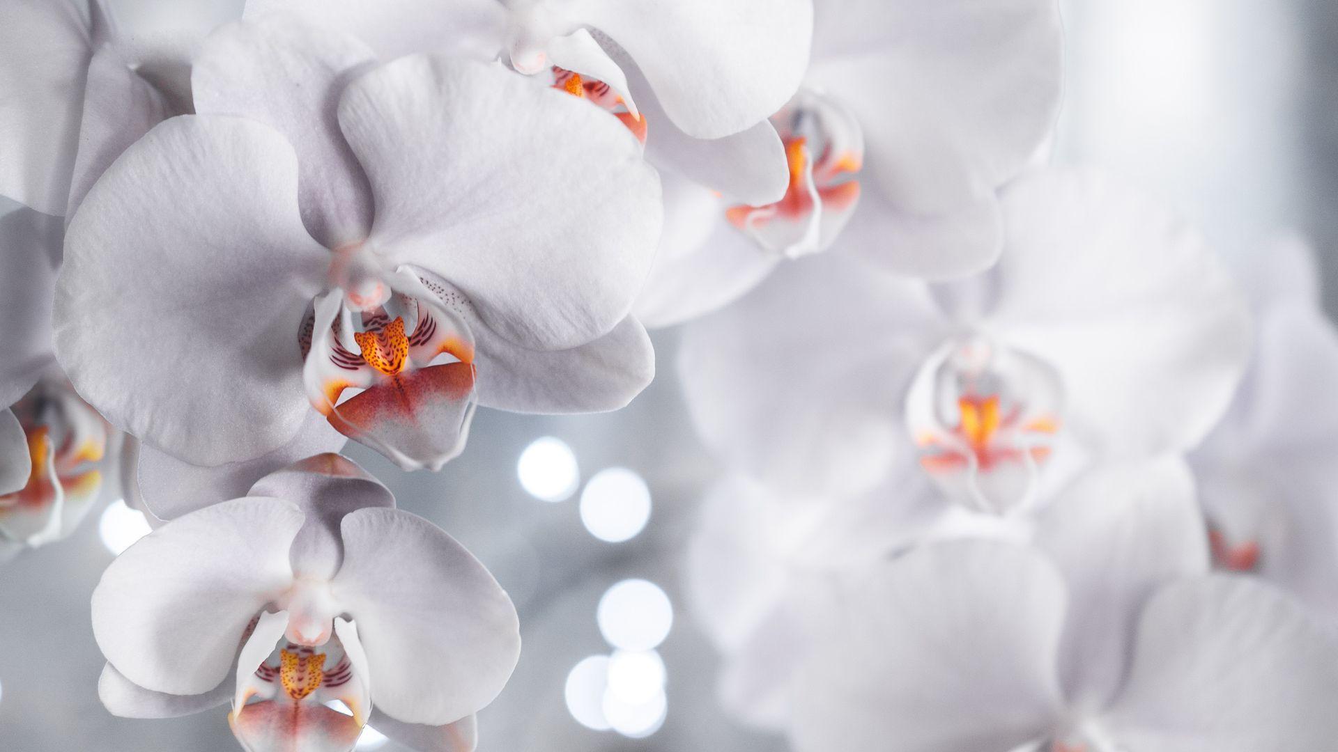 White Orchid Wallpapers Top Free White Orchid Backgrounds