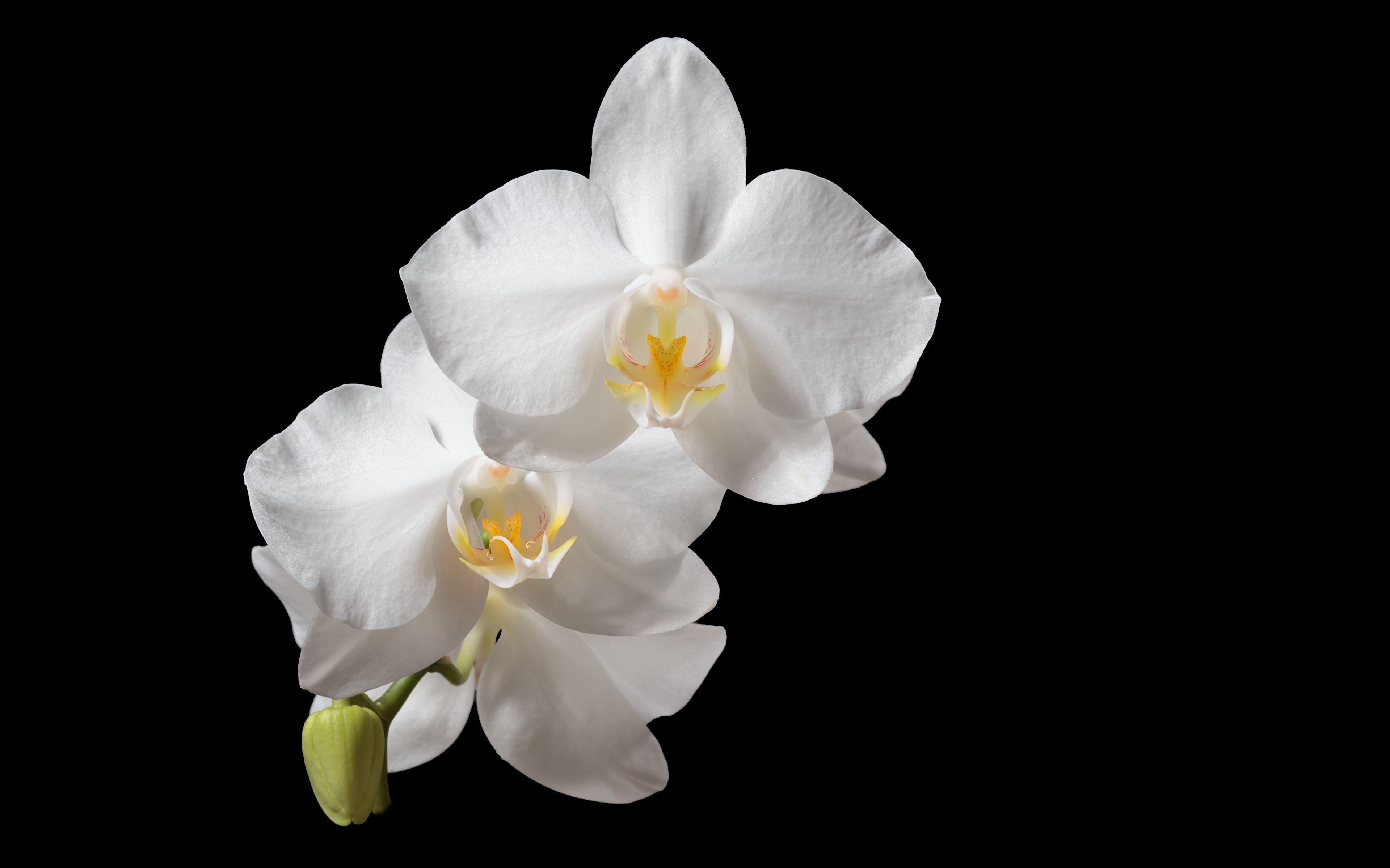 White Orchid Wallpapers Top Free White Orchid Backgrounds