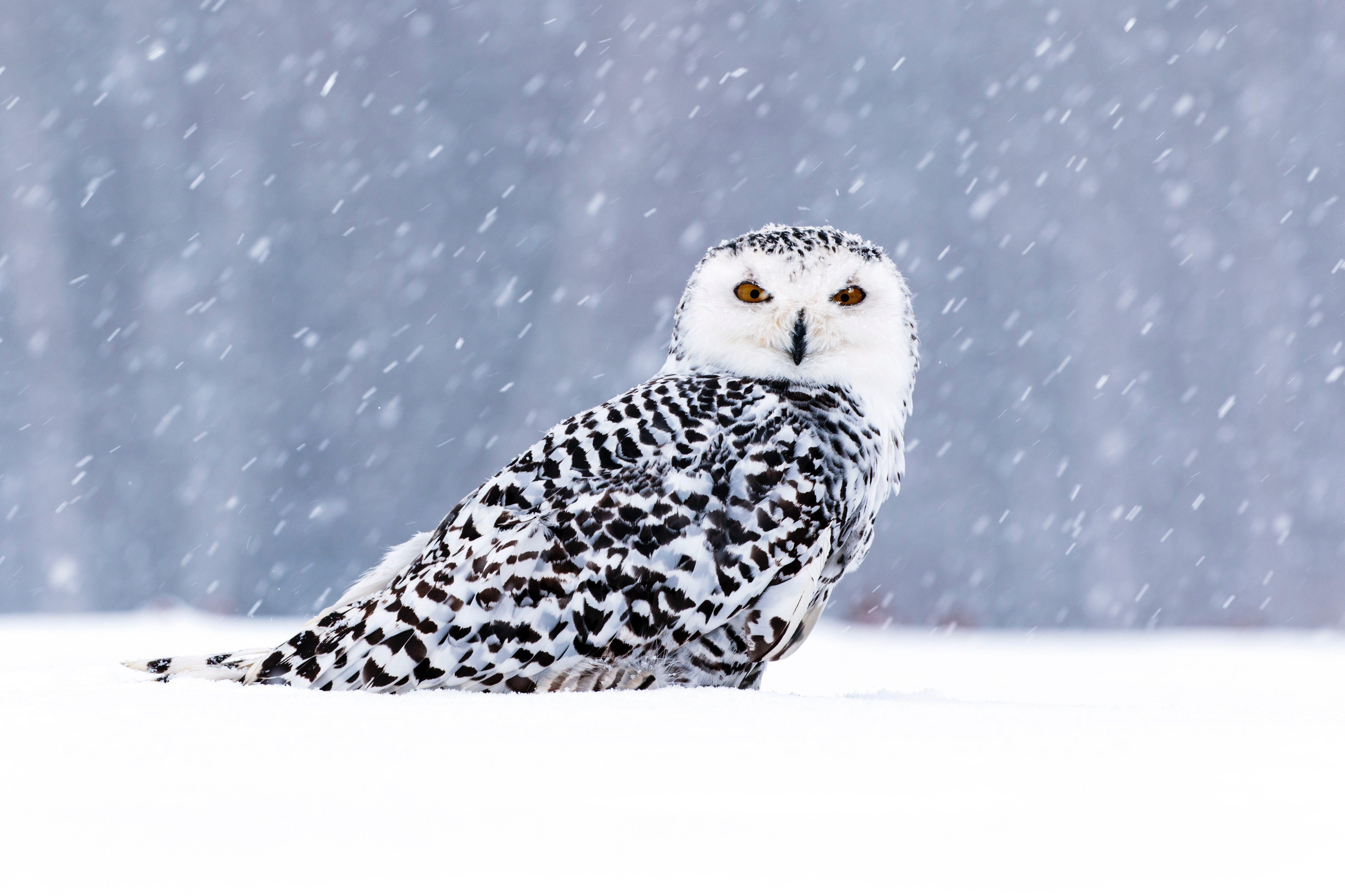 Winter Owl Wallpapers Top Free Winter Owl Backgrounds WallpaperAccess