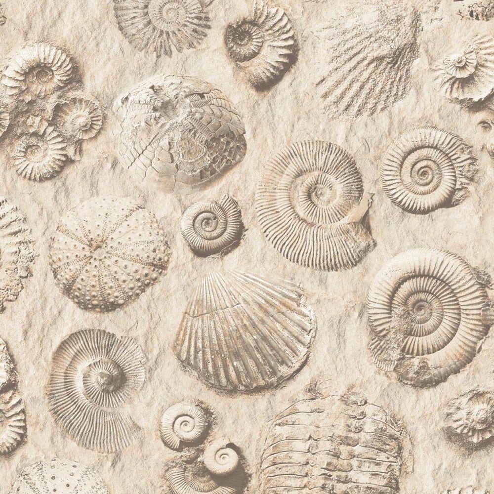 Fossil Wallpapers Top Free Fossil Backgrounds WallpaperAccess