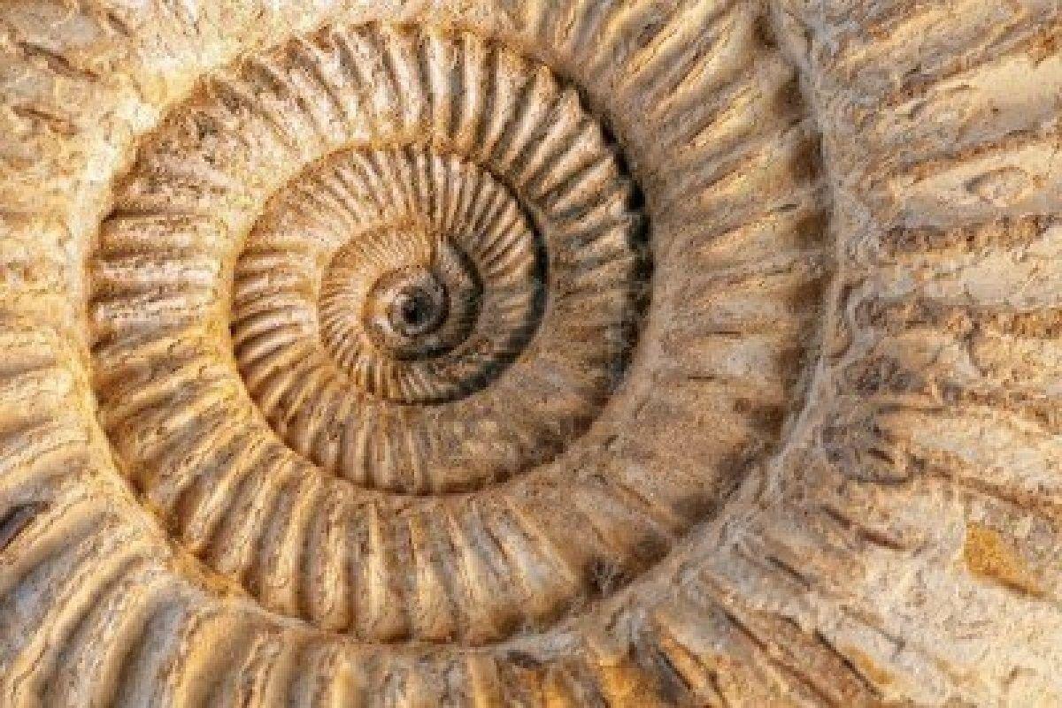 Fossil Wallpapers Top Free Fossil Backgrounds WallpaperAccess