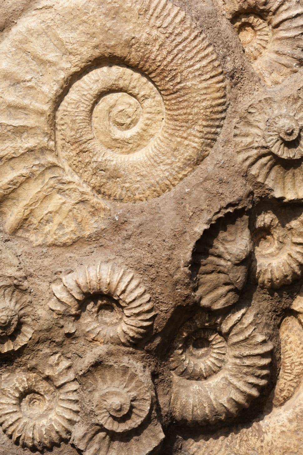 Fossil Wallpapers Top Free Fossil Backgrounds WallpaperAccess