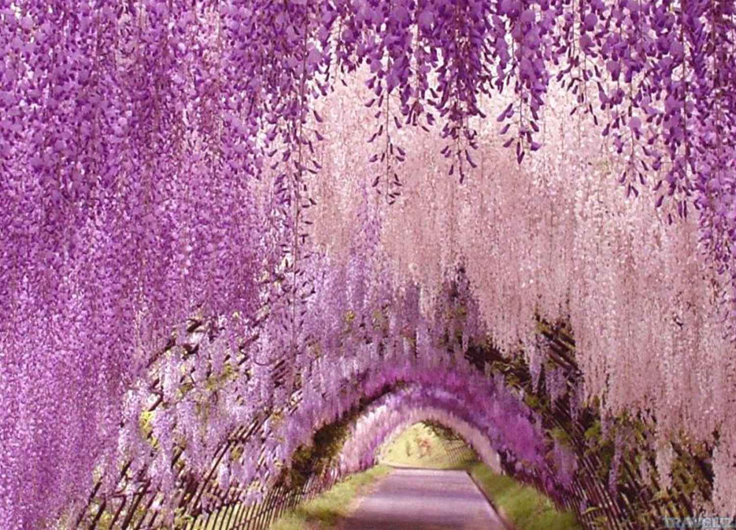 Japanese Cherry Blossom Garden Wallpaper