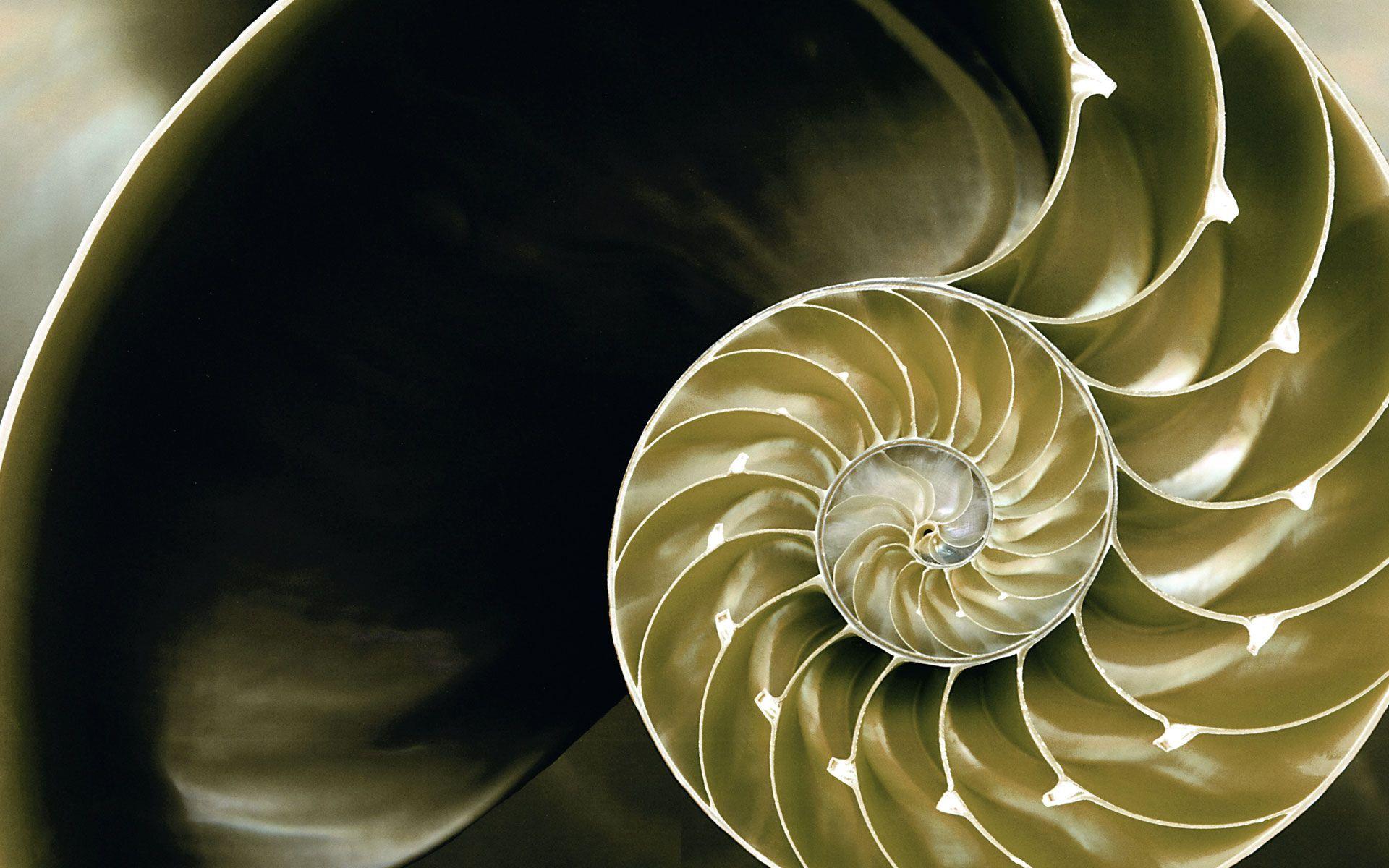 Fibonacci Spiral Wallpapers Top Free Fibonacci Spiral Backgrounds WallpaperAccess