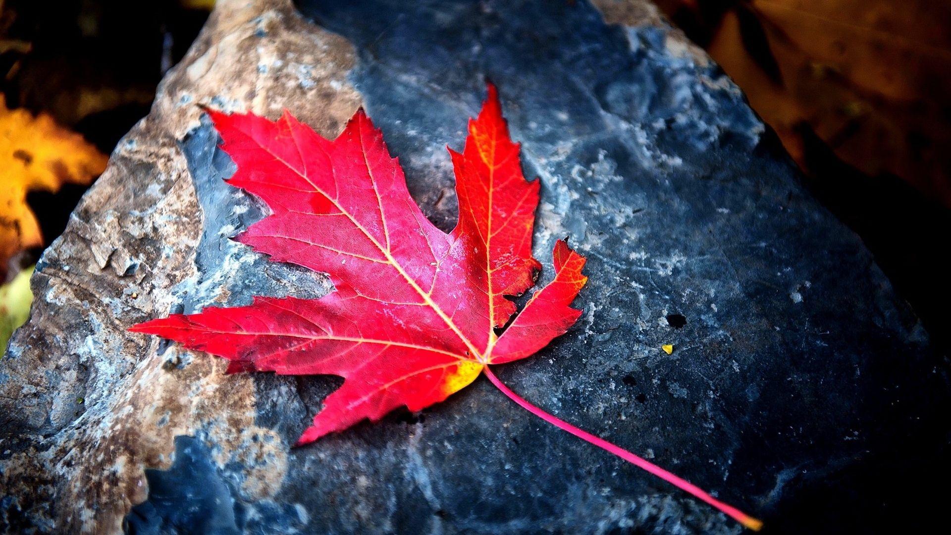 Maple Leaf Wallpapers Top Free Maple Leaf Backgrounds WallpaperAccess