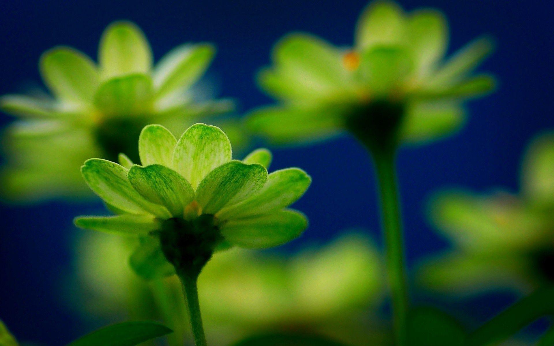Green Flower Wallpapers Top Free Green Flower Backgrounds