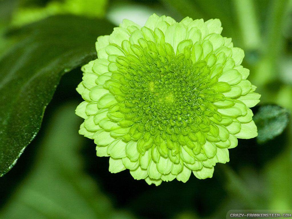 Green Flower Wallpapers Top Free Green Flower Backgrounds