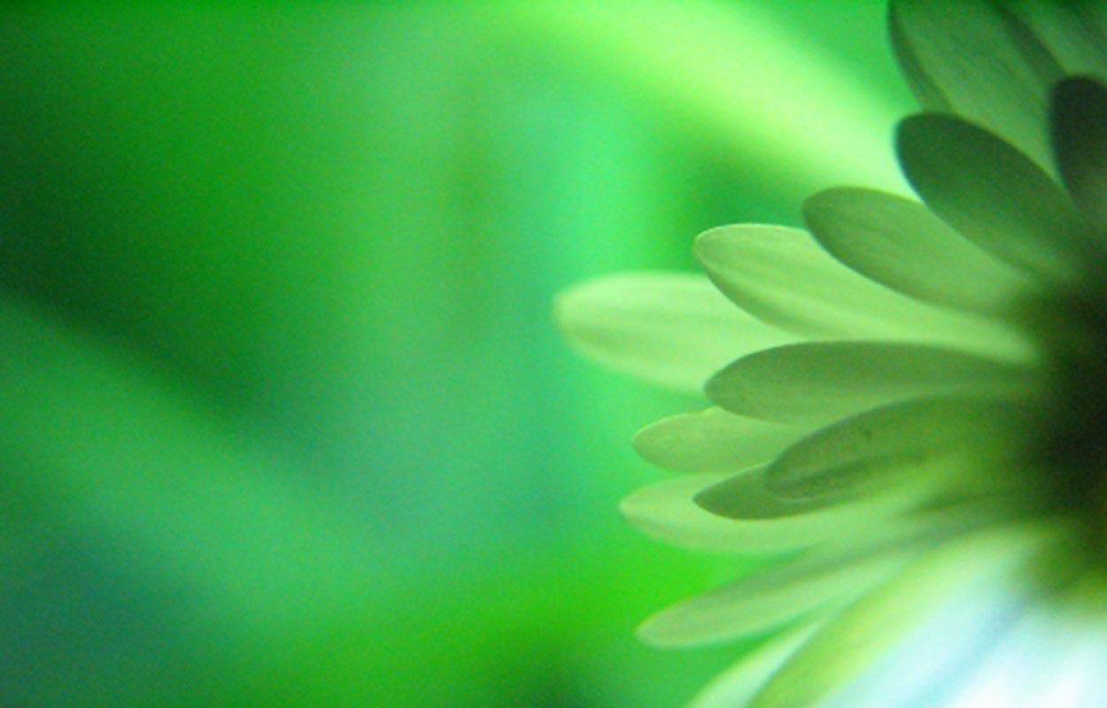 Green Flower Wallpapers Top Free Green Flower Backgrounds