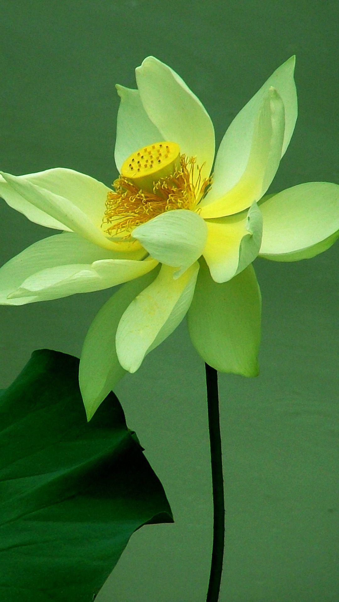 Green Flower iPhone Wallpapers Top Free Green Flower iPhone