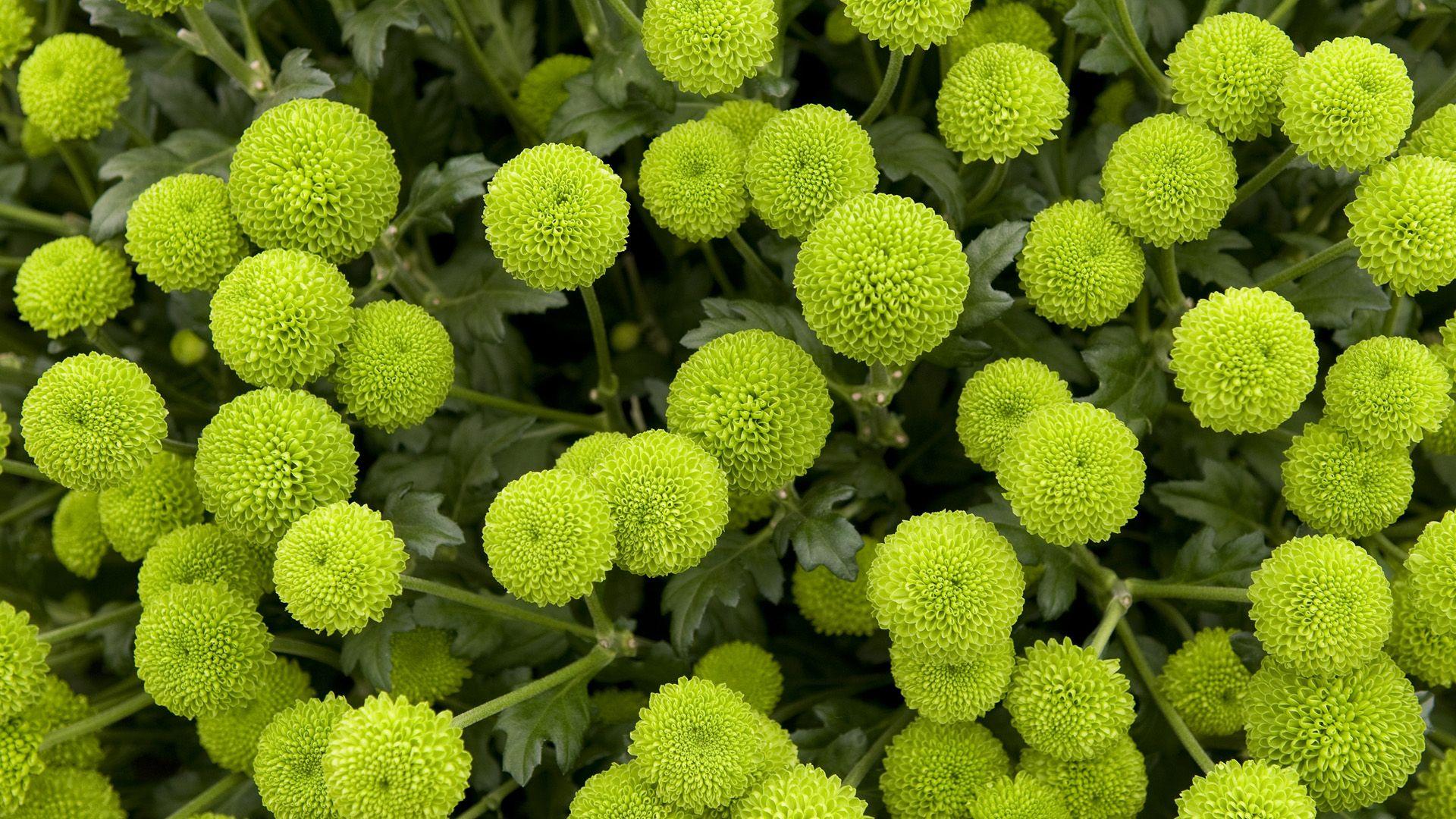 Green Flower Wallpapers Top Free Green Flower Backgrounds