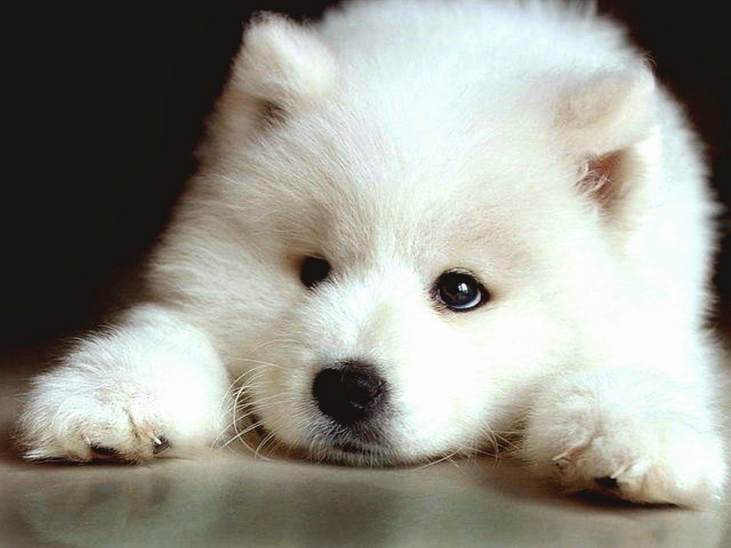 99+ Aesthetic Samoyed Wallpaper Iphone l2sanpiero