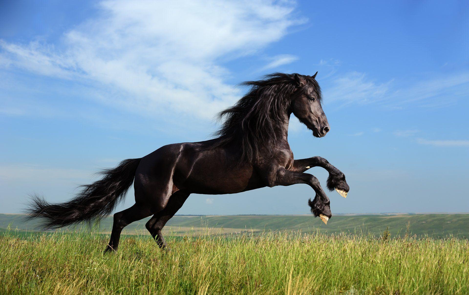 Horses 4k Wallpapers Top Free Horses 4k Backgrounds WallpaperAccess