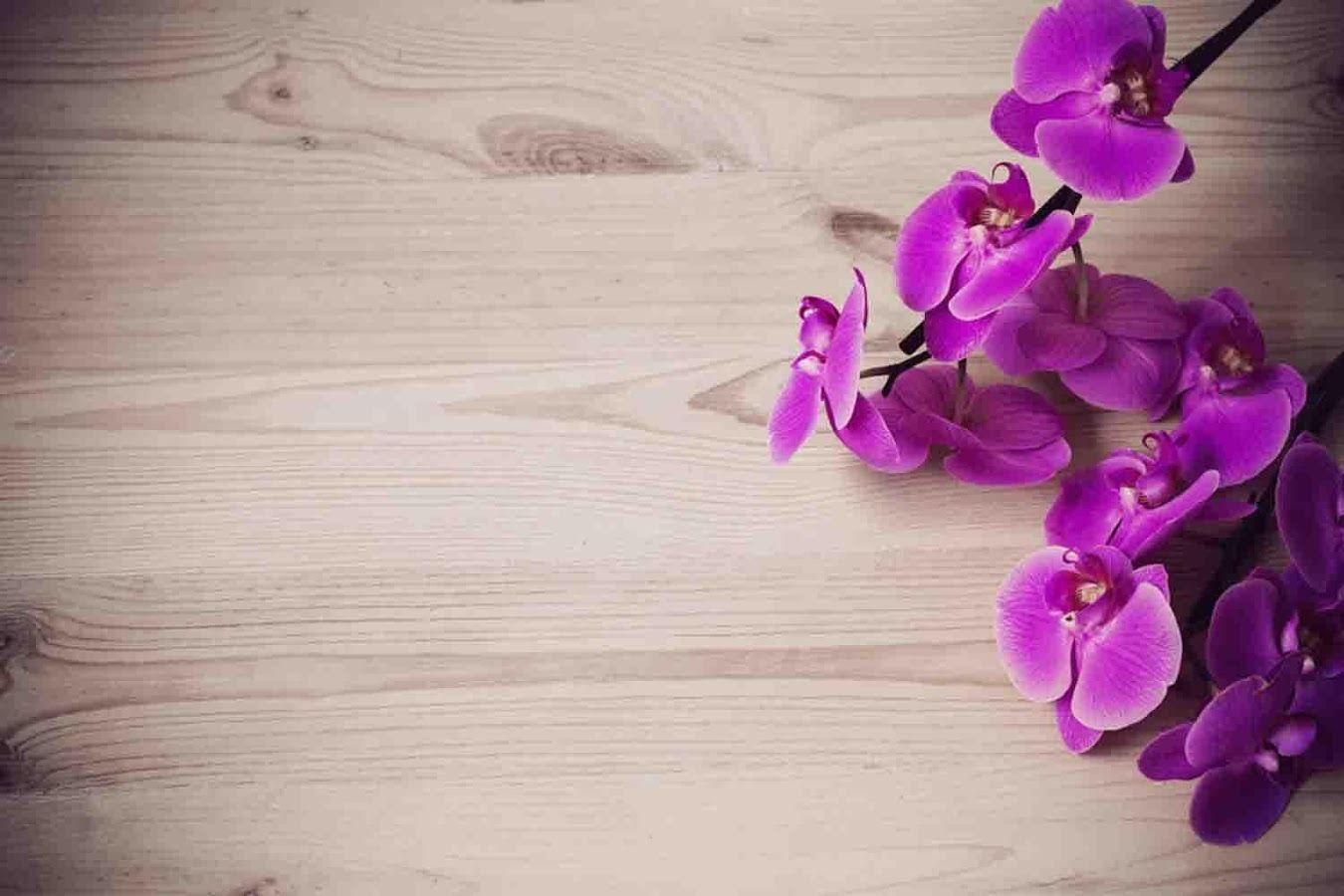 Orchid Wallpapers Top Free Orchid Backgrounds WallpaperAccess