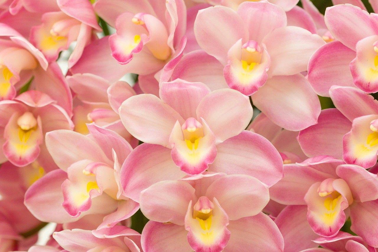 Orchid Wallpapers Top Free Orchid Backgrounds WallpaperAccess