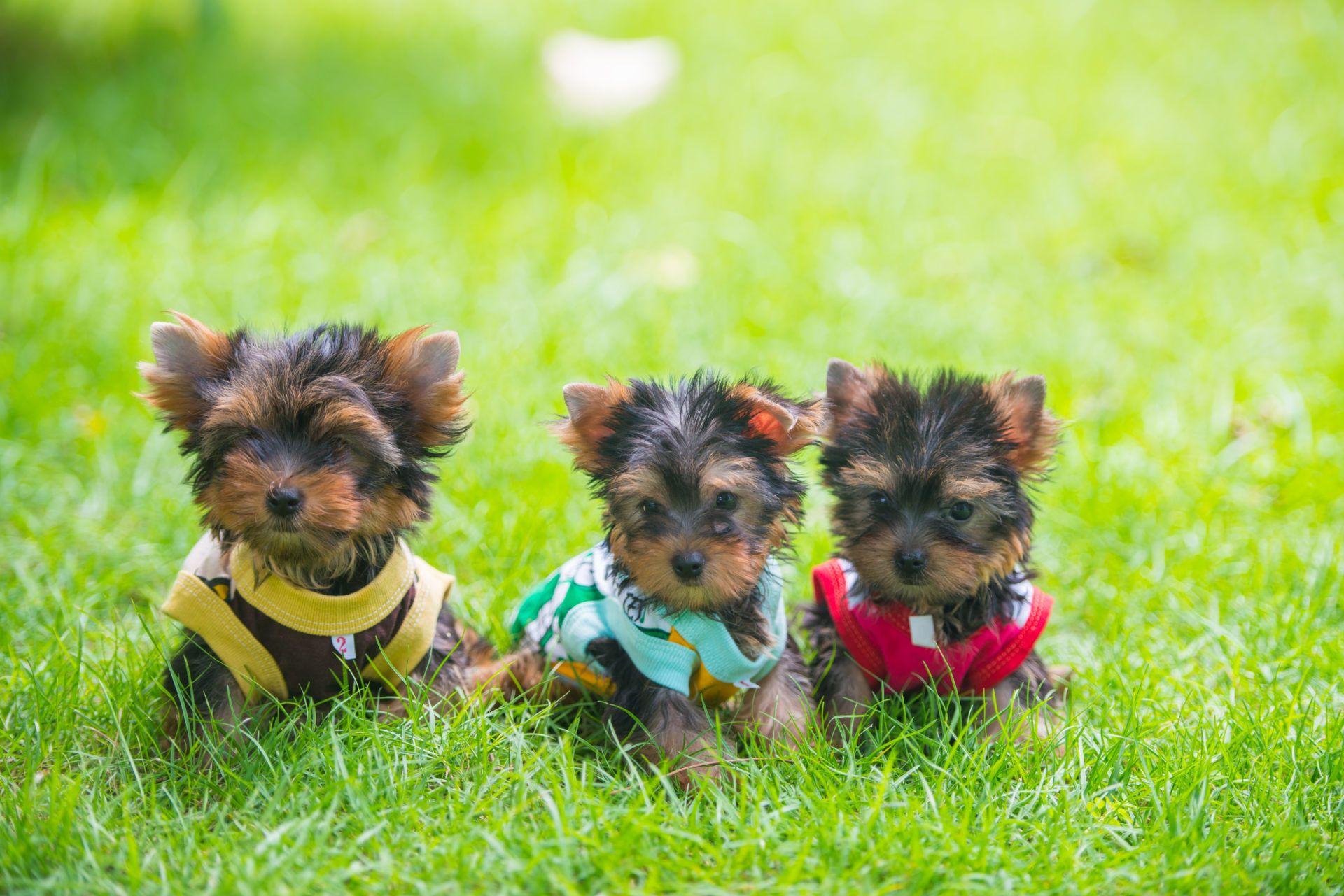 Yorkie Wallpapers Top Free Yorkie Backgrounds WallpaperAccess