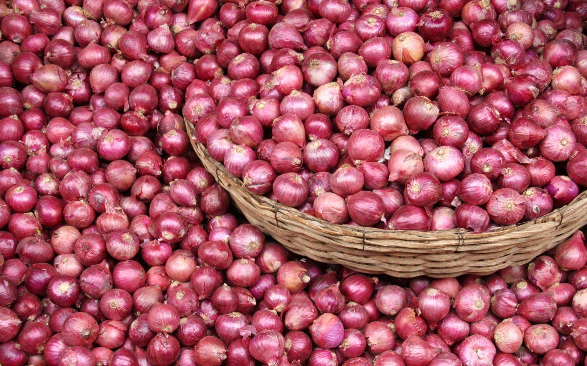 Onion Wallpapers Top Free Onion Backgrounds WallpaperAccess