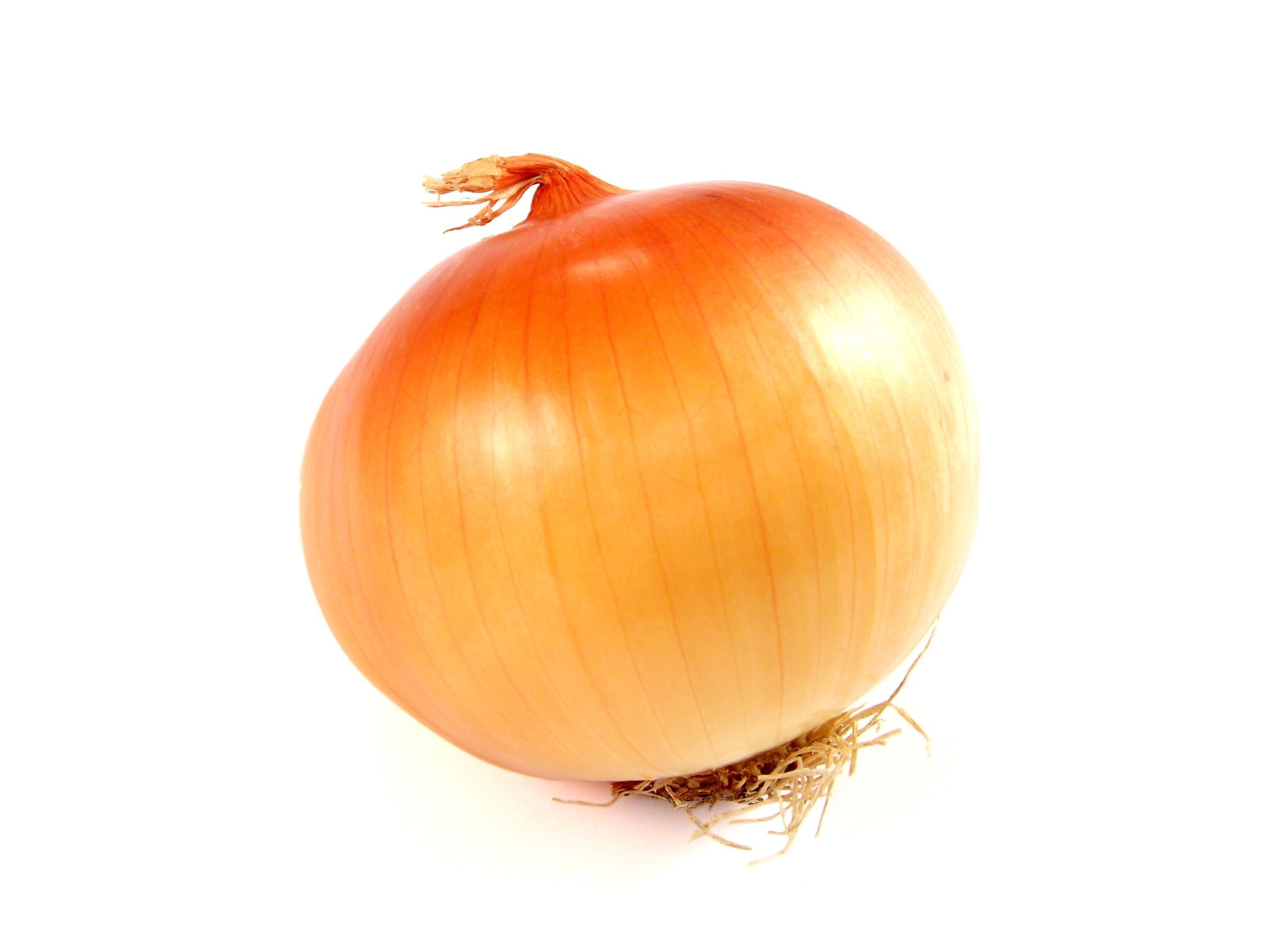 Onion Wallpapers Top Free Onion Backgrounds WallpaperAccess