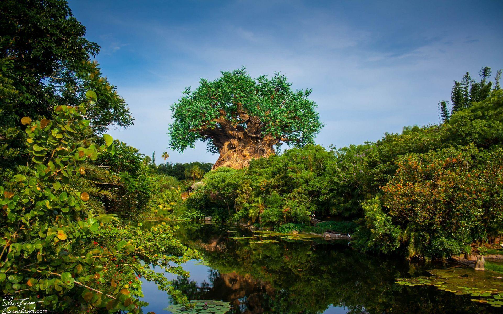 Animal Kingdom Wallpapers Top Free Animal Kingdom Backgrounds